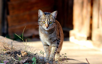 Animals, Kitty, Kitten, Muzzle, Beautiful, Kid, Tot HD wallpaper
