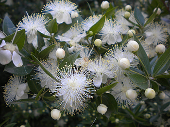 Myrtle Herb, Health benefits, Aromatic oil, Therapeutic properties HD wallpaper