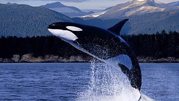 Willy the orca, Killer whale facts, Oceanic habitats, Majestic marine creatures HD wallpaper