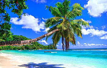 Tropical beach, island, sea, palms, shade, tropics, exotic, paradise, vacation, beach, summer, rest, sands, sky, ocean HD wallpaper