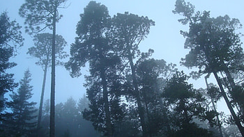 Pinus Forest, necros89, forest, pinus HD wallpaper