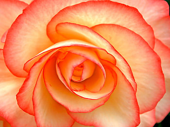 Whirpool, graphy, beautiful, orange, petals, flower, yellow, red, nature HD wallpaper