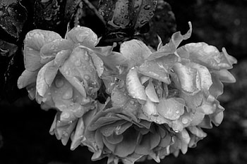 Monochrome Rose, black and white rose, vintage rose, monochrome, black and white, old rose, yesteryear HD wallpaper