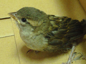 baby sparrow, nature, birds, sparrows, animals HD wallpaper