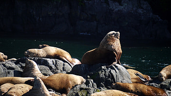 Stella seals at Telegraph Cove 3, Sun Bathe, Seal, Bull, Vancouver HD wallpaper