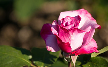 Rose, pink, green, flower HD wallpaper
