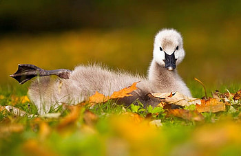 Relaxing Duck, relaxing, cool, duck HD wallpaper