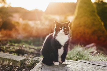 Animals, Cat, Spotted, Spotty, Sunlight HD wallpaper