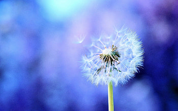 Background, Macro, Dandelion, Fluff, Fuzz, Seeds, Seed HD wallpaper