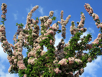 Flowers, Sky, Branches, Bloom, Flowering, Spring, Mood HD wallpaper