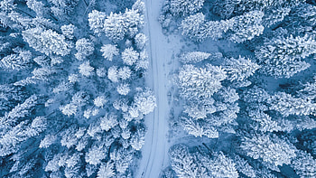 Snowfall, winter, aerial view, road, pine trees HD wallpaper