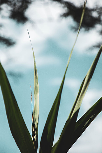 Leaves, Plant, Macro, Close-Up HD phone wallpaper
