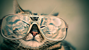Cats, Big Glasses, Specs, Ph HD wallpaper