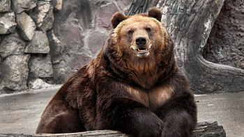 Nature's awe-inspiring creation, Mighty grizzly, Wildlife graphy, Bear in the wild HD wallpaper