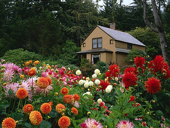 Plants, Landscape, Flowers, Houses HD wallpaper