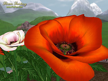 Red flower., field, flower HD wallpaper
