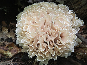 Eastern cauliflower mushroom, Sparassis spathulata, Inaturalist, Food HD wallpaper