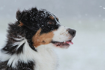 Snow dog, pay, dog, dogs, cute, puppies, beauty, dog face, animals, adorable, sweet, beautiful, playful, playful dog, puppy, pretty, face, lovely, bubbles HD wallpaper