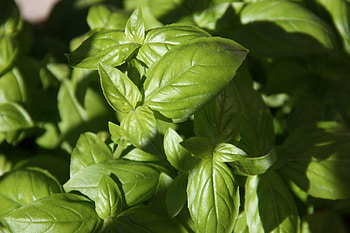 Grow herbs, Grow lights, Laidback gardener, Basil plant HD wallpaper