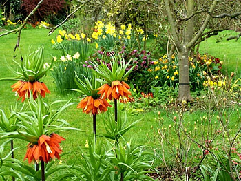 garden flowers, garden, nature, flowers, fritillaria imperialis, orange HD wallpaper