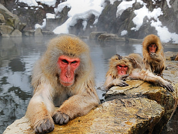 Animals, Monkeys HD wallpaper