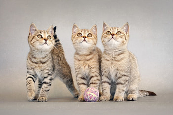 *** Kittens ***, animal, animals, cats, cat, kittens HD wallpaper