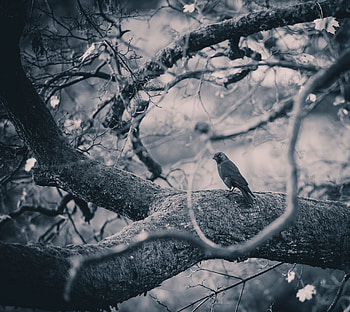 Animals, Bird, Wood, Tree, Branches, Bw, Chb, Crow HD wallpaper