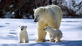Animals, Snow, Stroll, Family, White Bears, Polar Bears HD wallpaper