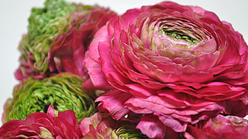 Ranunculus, pink, flowers, red HD wallpaper