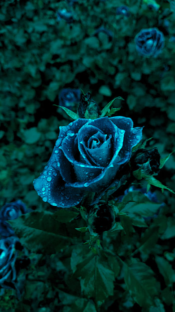 Dark blue flower, Sci Fi, flower, Abstract, blue, abstract blue HD phone wallpaper