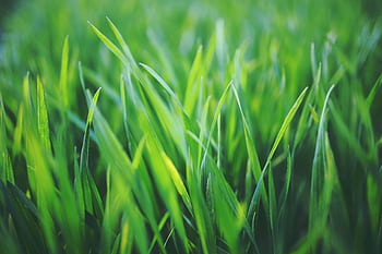 Close-up of fresh green grass blades with natural sunlight highlighting the growth. HD wallpaper