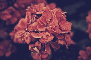 Flora, close up, petals, flowers, drops HD wallpaper