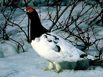 Beautiful-Bird, cool, beautiful, bird HD wallpaper