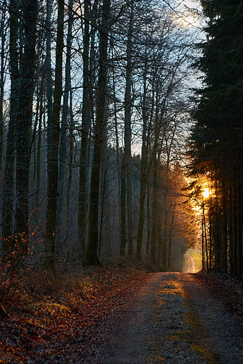 Forest, Nature, Sunset, Road HD phone wallpaper