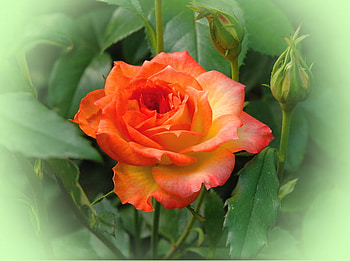 Autumn rose, rose, coral, leaves, flower, frame, green, cream HD wallpaper