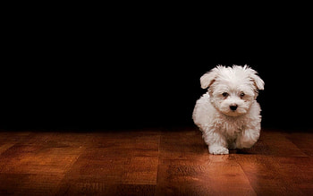 Bolognese Dog, Maltese , Animals HD wallpaper