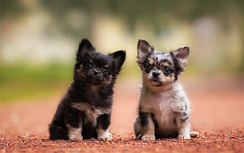 Chihuahua puppies, Small dogs, Cute and adorable, Pet lovers HD wallpaper