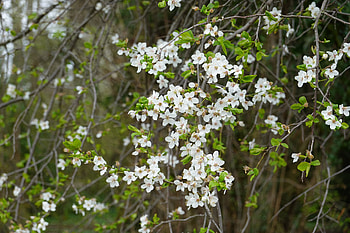 Flowers, Plant, Branches, Spring HD wallpaper