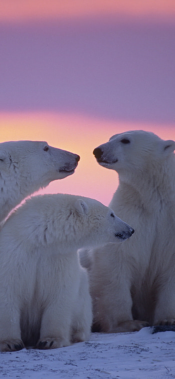 Polar bear family, Arctic paradise, Graceful bond, Family portrait HD phone wallpaper