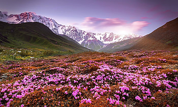 spring flowering, flowers, spring, mountains, valley HD wallpaper