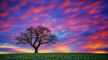 Sunset over the field, clouds, landscape, sky, tree, colors HD wallpaper