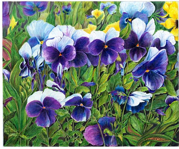 Pretty Pansies, pansies, garden, flowers HD wallpaper