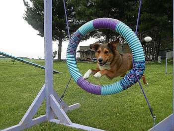 Agility, Dog Sports HD wallpaper