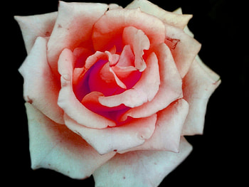 Plants, Flowers, Roses HD wallpaper