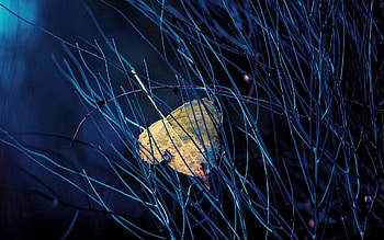 Grass, Macro, Dark, Sheet, Leaf HD wallpaper
