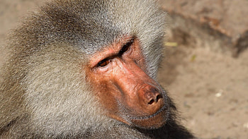 Baboon for and , Inspiring ry, Stunning , Primate beauty HD wallpaper