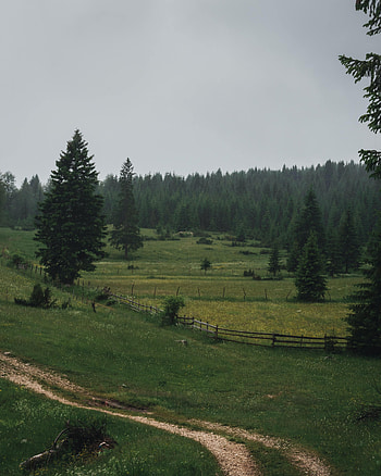 Landscape, Nature, Trees, Road, Forest, Field, Fence HD phone wallpaper