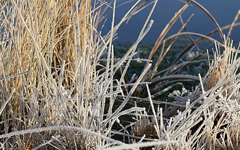Grass, Plant, Macro, Frost, Hoarfrost HD wallpaper
