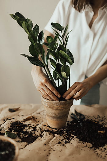 Person potting a houseplant with soil, showcasing indoor gardening practice. HD phone wallpaper