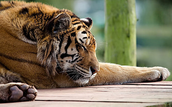 Animals, Muzzle, Predator, Big Cat, Tiger, Sleep, Dream HD wallpaper